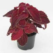 Palettblad (dvärg) " Fairway Red velvet" 15 frön