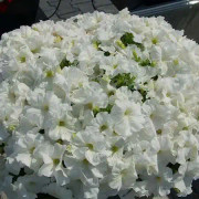 Petunia "Mambo White" 12 frön