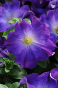 Petunia Sophistica Blue Morning 6 pellets