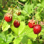Smulgubbe 'Rebecka' E 9cm kruka