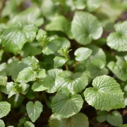 Wasabiplanta 12cm kruka