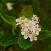 Slånaronia 'Viking' Sh 80-90 co