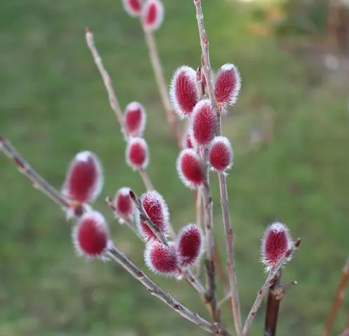 Kvittenvide 'Mt. Aso' 11cm kruka