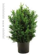 Buxbom - Buxus Sempervirens, 50-60cm Co 5