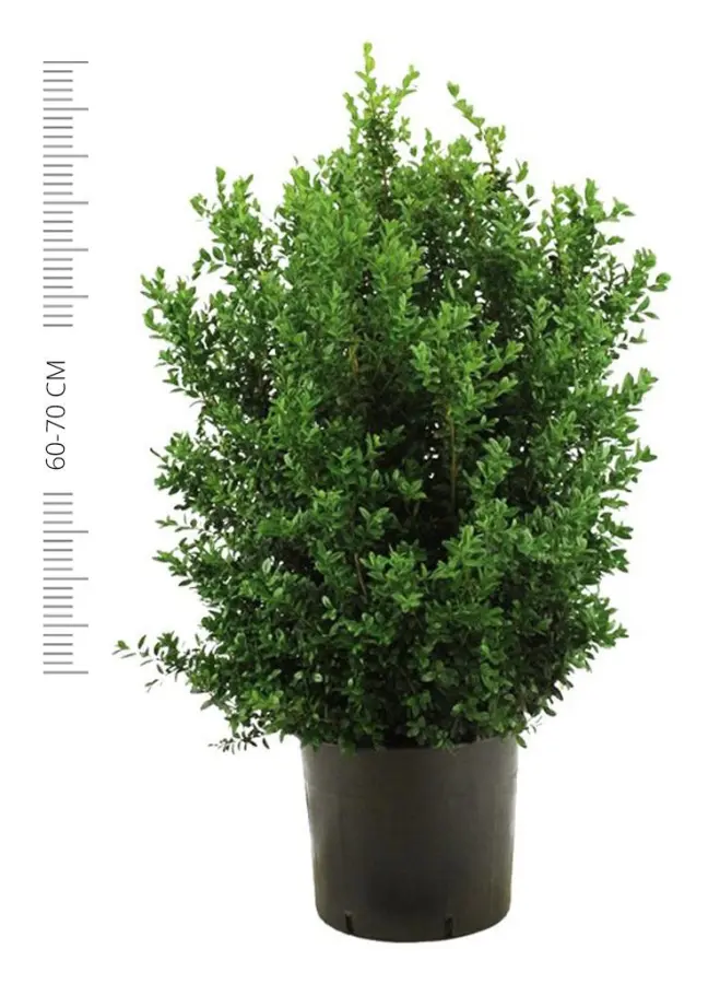Buxbom - Buxus Sempervirens, 50-60cm Co 5