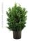 Buxbom - Buxus Sempervirens, 50-60cm Co 5