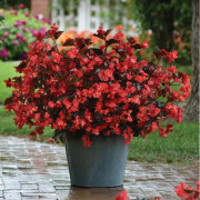 Begonia (Megawatt) 'Red Bronzed Leaf' 10,5cm kruka