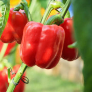 Paprika 'Gaon' 10,5cm kruka
