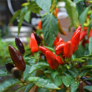 Chili 'Chenzo' 10,5cm kruka