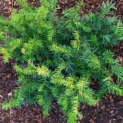 Krypidegran 'Repandens' 25-30 co