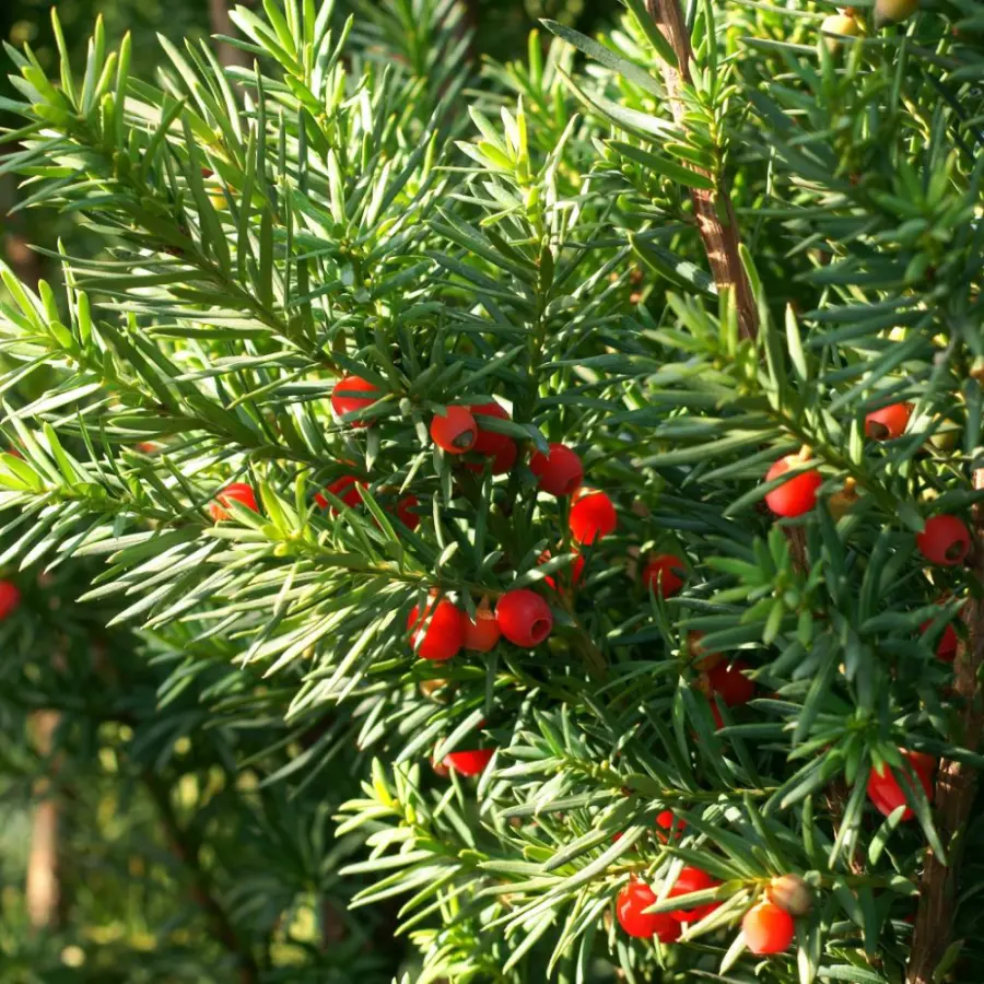 Hybrididegran 'Hicksii' 50-60 co