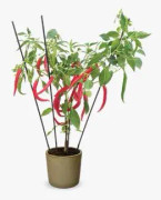 Chili (Hot) 'Fire Flame 911' 10,5cm kruka