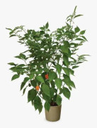 Chili (Hot) 'Habanero Magnum' 10,5cm kruka