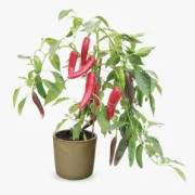 Chili (Mild) 'Big Devil' 10,5 cm kruka