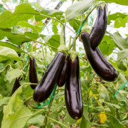 Aubergine 'Sultane' 10,5cm kruka