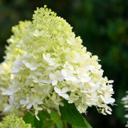 Vingbenved 'Compactus' 3 L