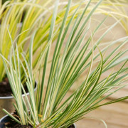 Strimkalmus 'Variegatus' 17 cm kruka