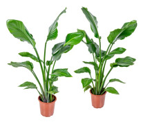 Floraya - 2x Strelitzia Nicolai - Bird of Paradise växt ⌀21 cm - ↕90-100 cm