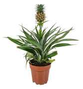 Floraya - Ananasväxt - 'Bromelia' per styck - ⌀12 cm - ↕40 cm