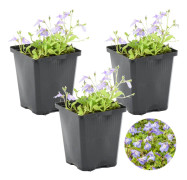 Floraya - Mazus 'Reptans' 3x | Dammplanta i plantskola ⌀9 cm - ↕15 cm