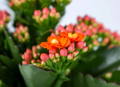 Floraya - Kalanchoe Garden Lina - Apelsin per 6 st - Utomhus- och inomhusväxt i plantskola ⌀12 cm - Höjd ↕25-30 cm