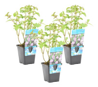 Floraya - Mentha aquatica per 3 st| Vattenmynta - Dammväxt i plantskola ⌀9 cm - ↕10-20 cm