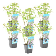 Floraya - Mentha aquatica per 6 st| Vattenmynta - Dammväxt i plantskola ⌀9 cm - ↕10-20 cm