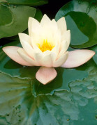 Floraya - Näckros vit | Nymphaea 'Marliacea Albida' - Dammväxt i plantskola ⌀11 cm - ↕15 cm