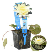 Floraya - Gul näckros | Nymphaea 'Marliacea 'Chormat' - Dammplanta i plantskola ⌀11 cm - ↕15 cm