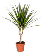 Floraya - Dracaena Marginata | Drakblodsträd liten stam - Krukväxt i plantskola D12 cm - H35-45 cm