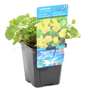 Floraya - Lysimachia nummularia | Pennywort - Dammplanta i plantskola ⌀9 cm - ↕10-20 cm