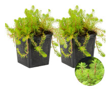 Floraya - Fjäderört | Myriophyllum 'Red Stem' 2x - Dammväxt och syreväxt i plantskola ⌀11 cm - ↕15 cm