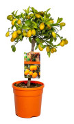 Floraya - Apelsinträd | Citrus 'Kumquat' - Utomhusväxt i plantskola ⌀19 cm - ↕50-60 cm