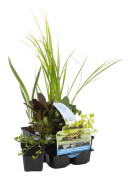 Floraya - 6x dammväxter reningsblandning - Dammväxt i plantskola ⌀9 cm - ↕10-20 cm