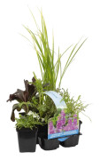 Floraya - 6x dammväxter doftblandning - Dammväxt i plantskola ⌀9 cm - ↕10-20 cm