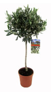 Floraya - Olivträd på stam - Höjd 80-100 cm