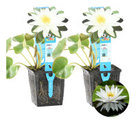 Floraya - Näckros vit | Nymphaea 'Marliacea Albida' 2x - Dammplanta i plantskola ⌀11 cm - ↕15 cm
