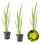 Floraya - Gul iris | Iris 'Pseudacorus' 3x - Dammplanta i plantskola ⌀9 cm - ↕15 cm