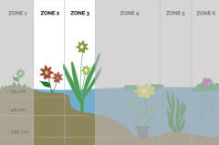 Floraya - Butomus umballatus per 6 st | Svanblomma - Dammväxt i plantskola ⌀9 cm - ↕10-20 cm