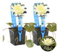 Floraya - Gul näckros | Nymphaea 'Marliacea 'Chormat' 2x - Dammplanta i plantskola ⌀11 cm - ↕15 cm