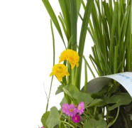 Floraya - 6x blommande dammväxtmix - Dammväxt i plantskola ⌀9 cm - ↕10-20 cm