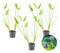 Floraya - Gäddört | Pontederia 'Cordata' 3x - Dammplanta i plantskola ⌀9 cm - ↕15 cm