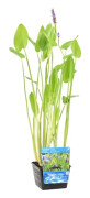 Floraya - Gäddört | Pontederia 'Cordata' - Dammplanta i plantskola ⌀18 cm - ↕20-30 cm