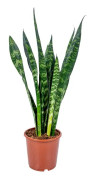 Floraya - Sansevieria XL svart korall ⌀17 cm - ↕65 cm