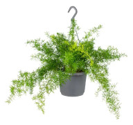 Floraya - Sparris 'Sprengeri' | Sparrisplanta i hängkruka - Krukväxt ⌀17 cm - ↕20 cm