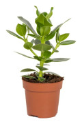 Floraya - Clusia 'Princess' | Gristräd - Krukväxt i plantskola kruka D12 cm - H20-30 cm