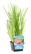 Floraya - Röd Kaffirlilja | Schizostylis 'Coccinea' - Dammväxt i plantskola ⌀18 cm - ↕20-30 cm