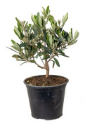 Floraya - Olivträd | Olea Europaea - Utomhusväxt i plantskola ⌀14 cm - ↕30-40 cm