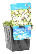 Floraya - Anagalis tenella | Tar guichelheil - Dammväxt & oxygenator i plantskola ⌀11 cm - ↕11-22 cm
