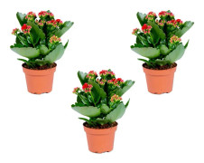 Floraya - Kalanchoe Garden Lina - Röd per 3 st - Utomhus- och inomhusväxt i plantskola ⌀12 cm - Höjd ↕25-30 cm